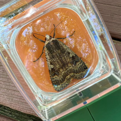 NatureExplorer™ | Magnifier Bug Catcher